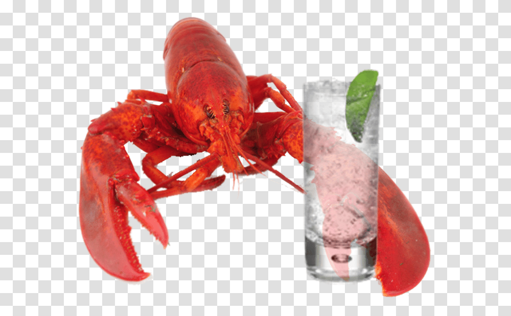 Lobster Lobster Gin And Tonic, Potted Plant, Vase, Jar, Pottery Transparent Png