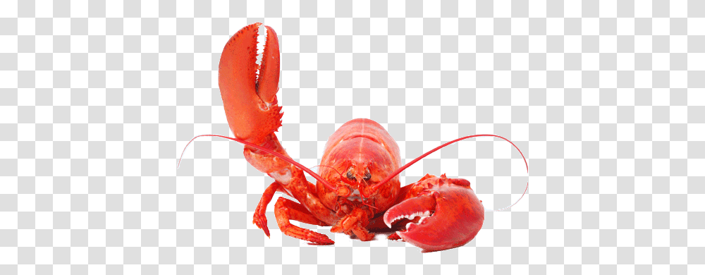 Lobster Lobster, Seafood, Sea Life, Animal, Crab Transparent Png