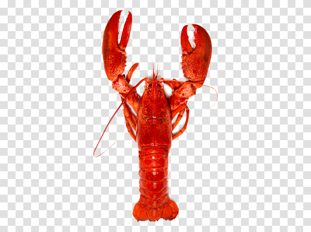Lobster Lobsters, Seafood, Sea Life, Animal Transparent Png