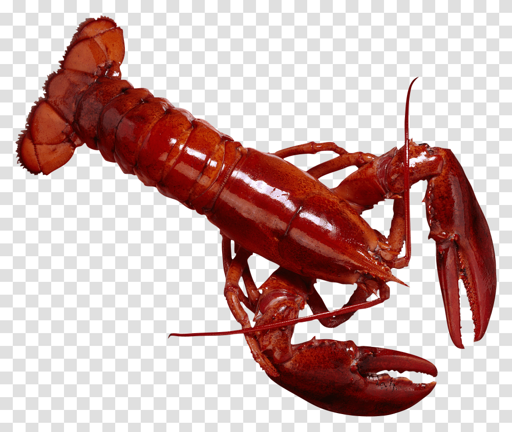 Lobster Rak Kartochki, Seafood, Sea Life, Animal, Crawdad Transparent Png