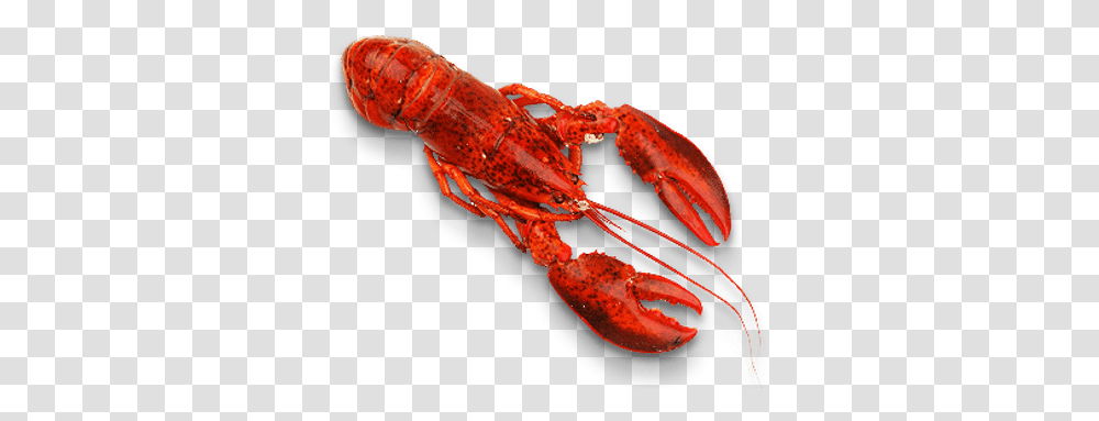 Lobster Seafood, Sea Life, Animal, Insect, Invertebrate Transparent Png