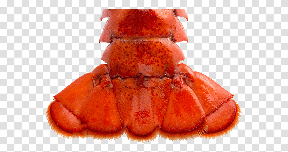 Lobster Tail, Food, Sea Life, Animal, Seafood Transparent Png
