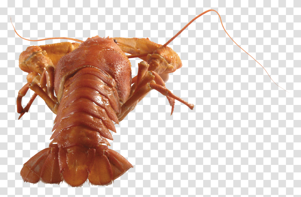 Lobster Transparent Png