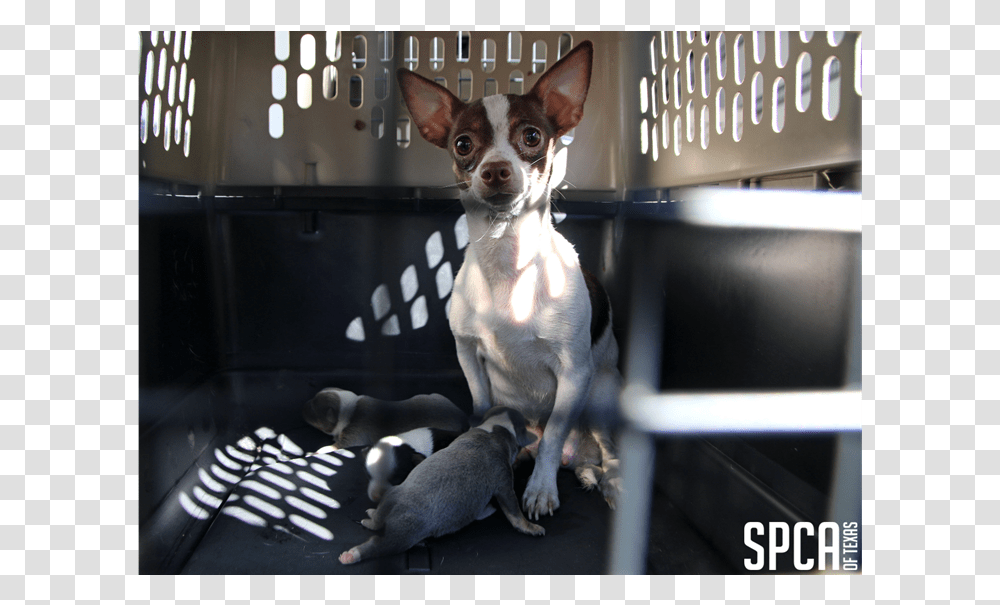 Local Cbs Puppy Mill 2Class Img Responsive Chihuahua, Dog, Pet, Canine, Animal Transparent Png