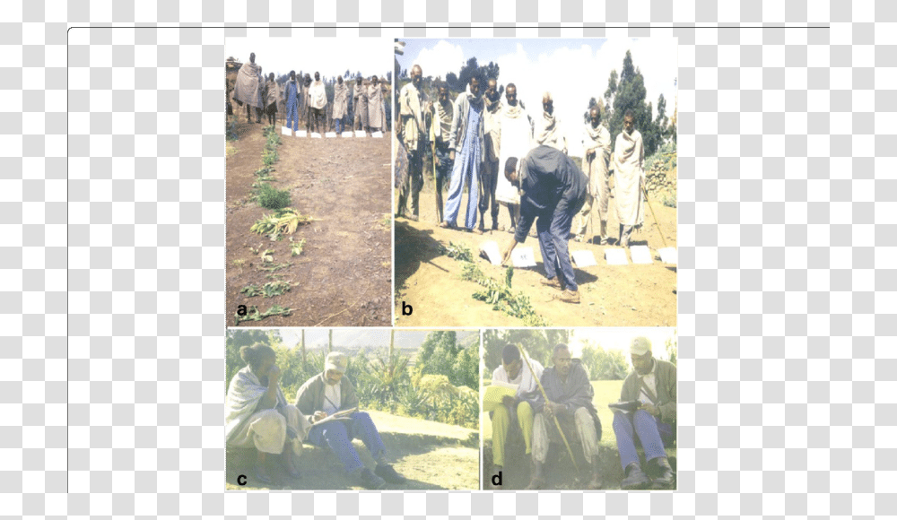 Local Informants Sharing Their Indigenous Botanical Tree, Person, Shoe, Duel Transparent Png