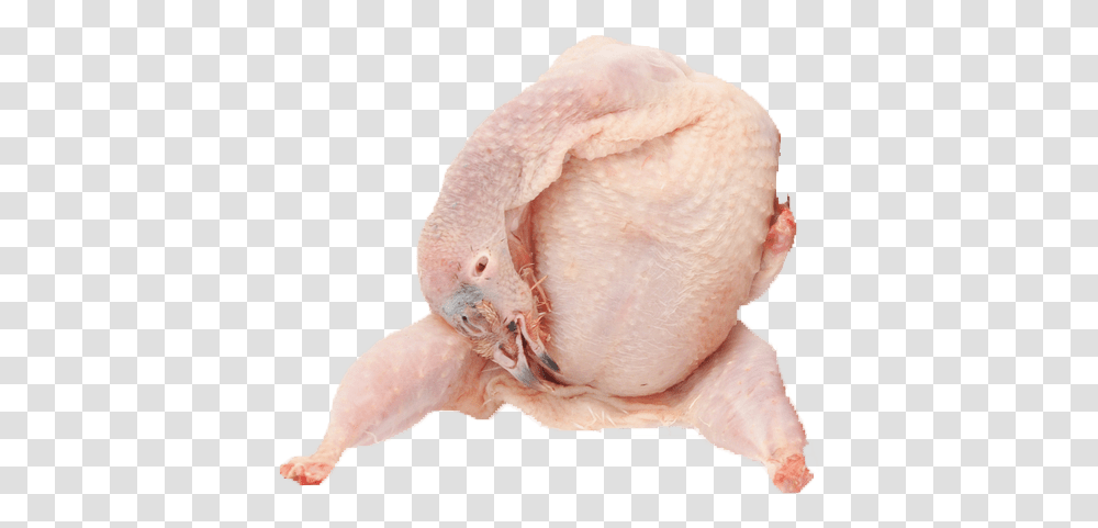 Local Quail Chicken, Animal, Bird, Fowl, Poultry Transparent Png