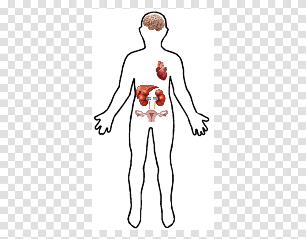 Location In Human Body, Plot, Diagram, Hand, Veins Transparent Png