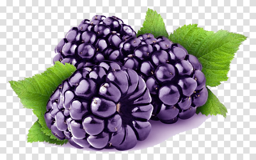 Loch Ness Blackberry Cultivar Clipart Blackberry, Plant, Fruit, Food, Grapes Transparent Png