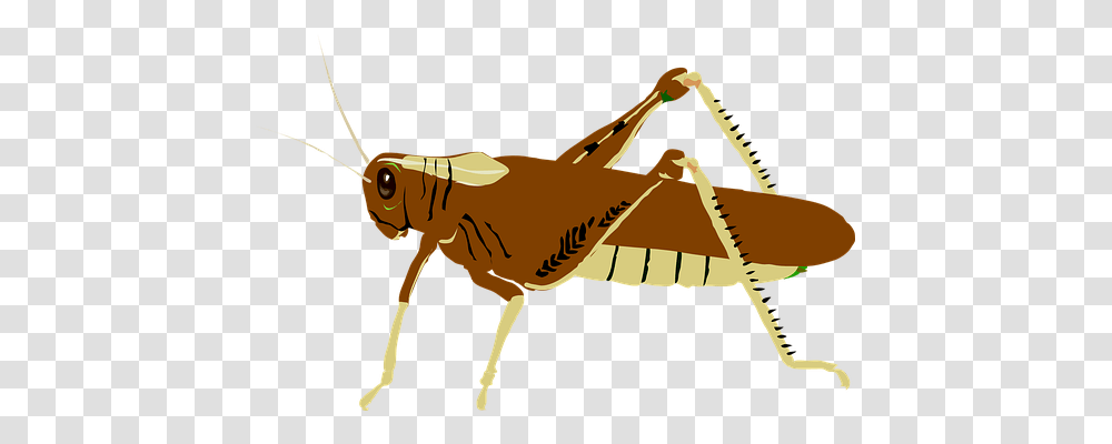 Locust Technology, Insect, Invertebrate, Animal Transparent Png