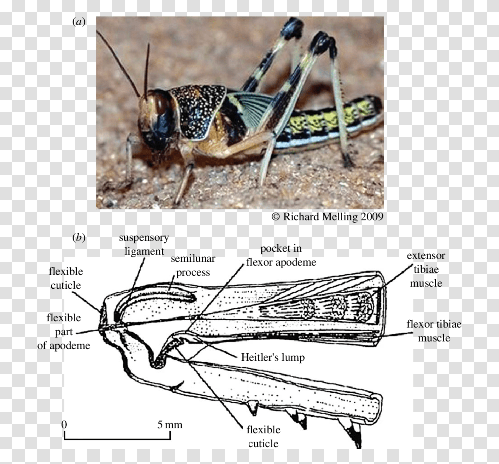 Locust And B, Grasshopper, Insect, Invertebrate, Animal Transparent Png