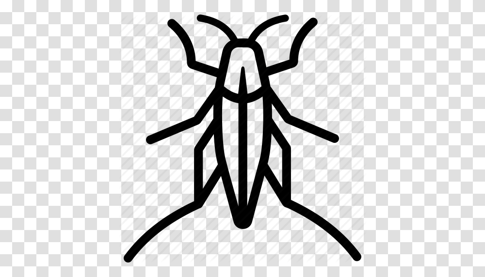 Locust Clipart Cricket Bug, Insect, Invertebrate, Animal, Cricket Insect Transparent Png