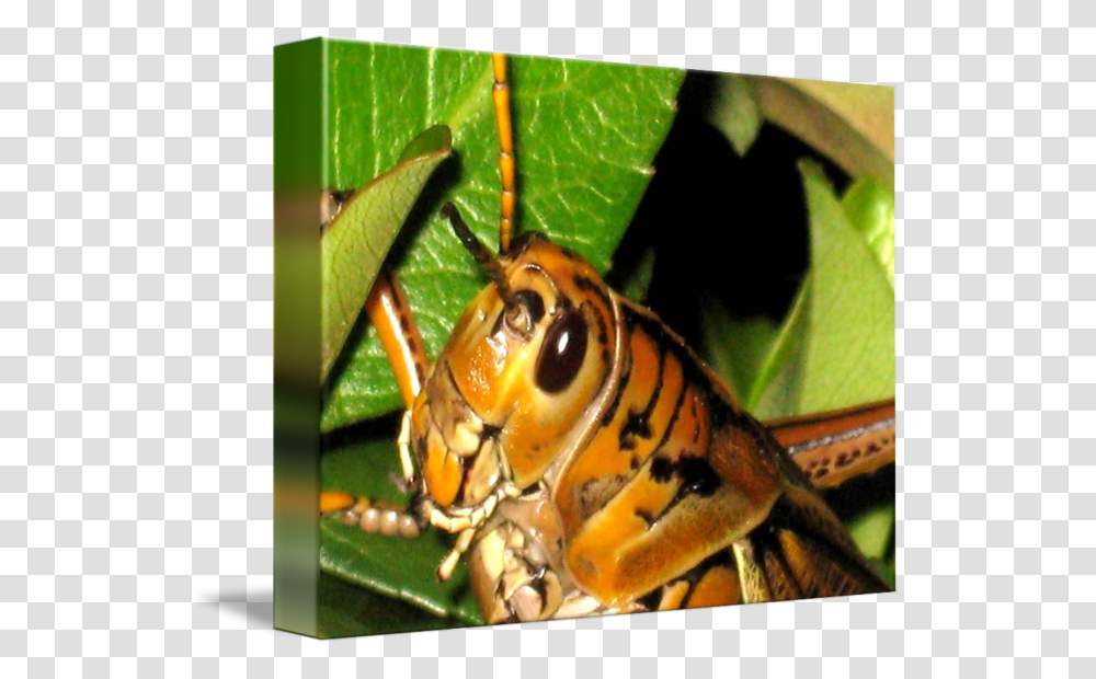 Locusts Clipart Hornet, Grasshopper, Insect, Invertebrate, Animal Transparent Png