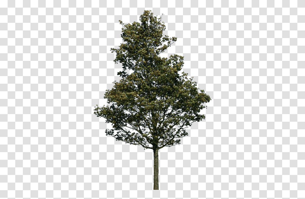 Lodgepole Pine Tree, Plant, Oak, Conifer, Maple Transparent Png
