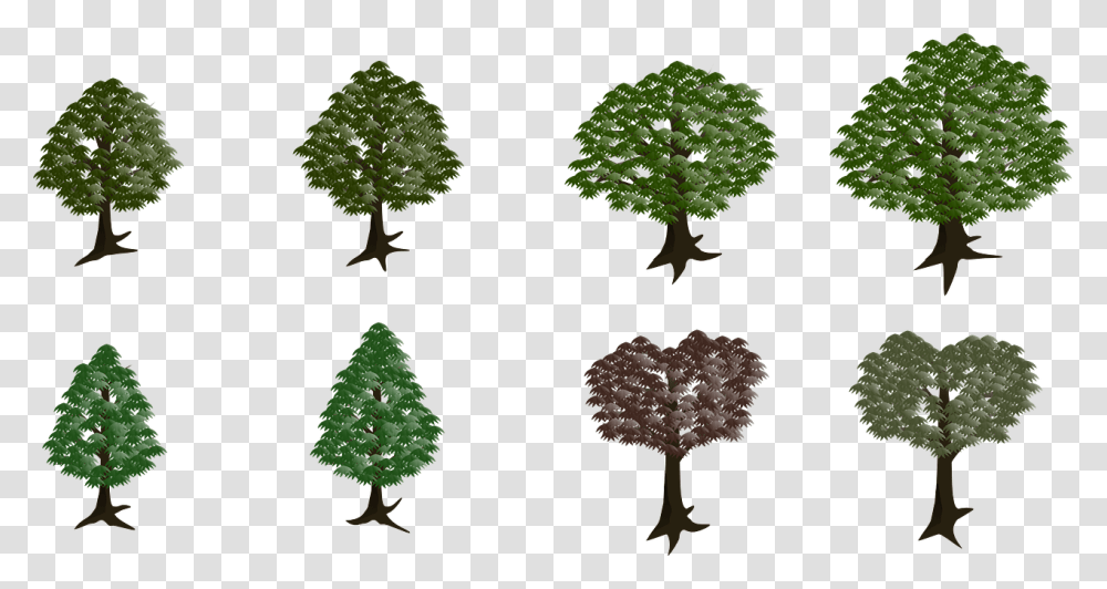 Lodgepole Pine, Tree, Plant, Vegetation, Conifer Transparent Png