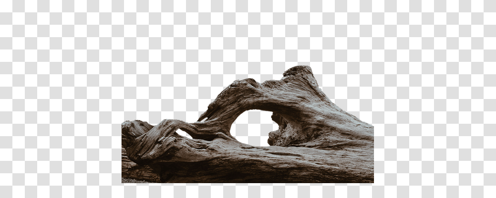 Log Nature, Wood, Driftwood, Hole Transparent Png