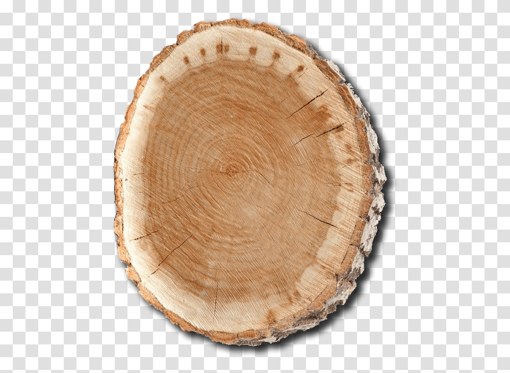 Log Front, Wood, Plant, Tree Stump, Lumber Transparent Png