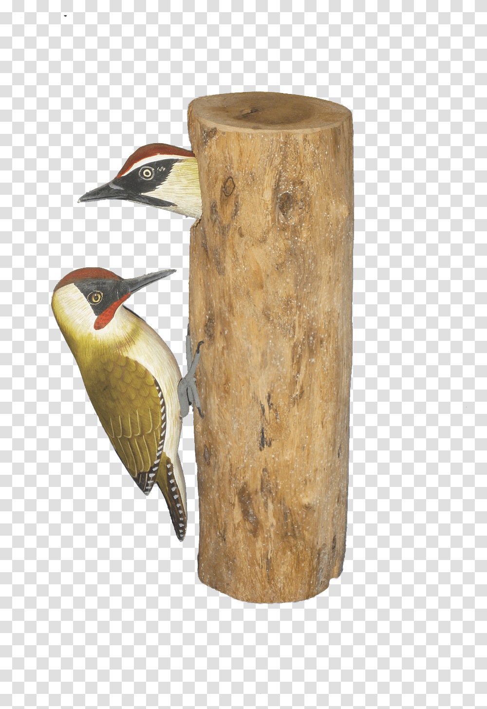 Log In To Your Account Northern Flicker, Bird, Animal, Woodpecker, Flicker Bird Transparent Png