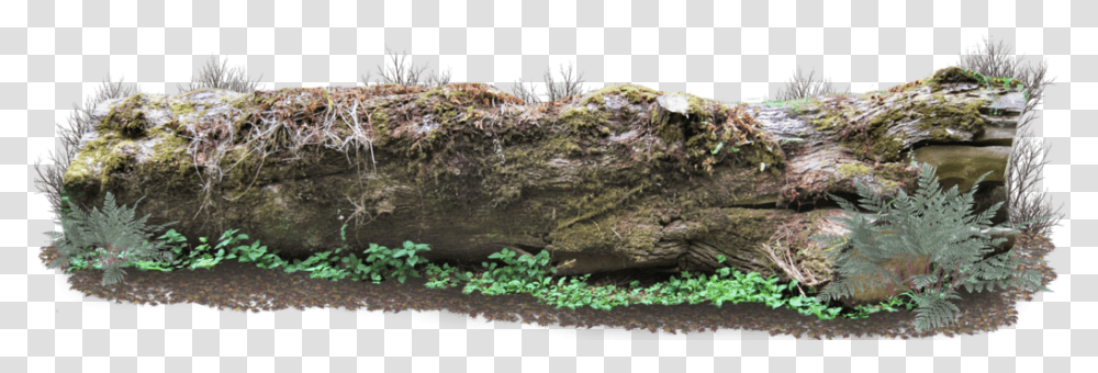 Log, Rock, Moss, Plant, Water Transparent Png