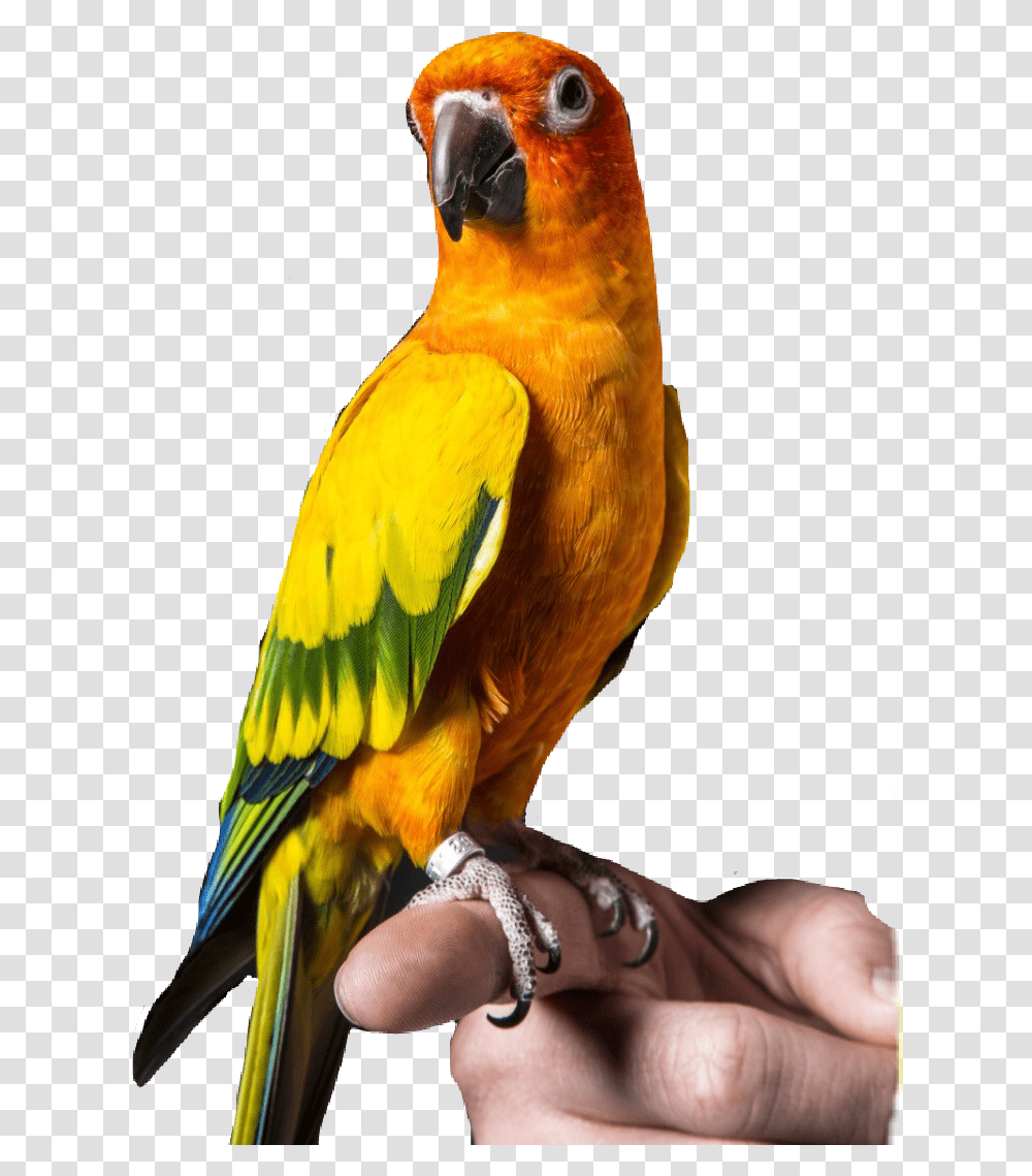 Logan Paul's Bird Maverick Download Logan Paul Maverick Bird, Animal, Macaw, Parrot, Person Transparent Png