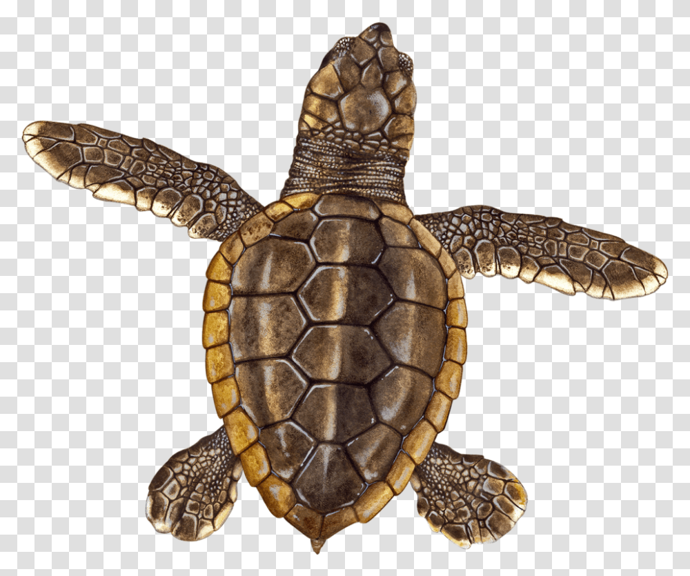Loggerhead Hatchling Hawksbill Sea Turtle, Reptile, Sea Life, Animal, Tortoise Transparent Png