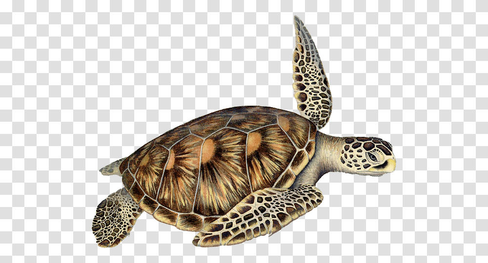 Loggerhead Sea Turtle Clip Art, Reptile, Sea Life, Animal, Tortoise Transparent Png