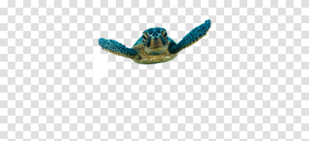 Loggerhead Sea Turtle Images, Reptile, Sea Life, Animal, Tortoise Transparent Png