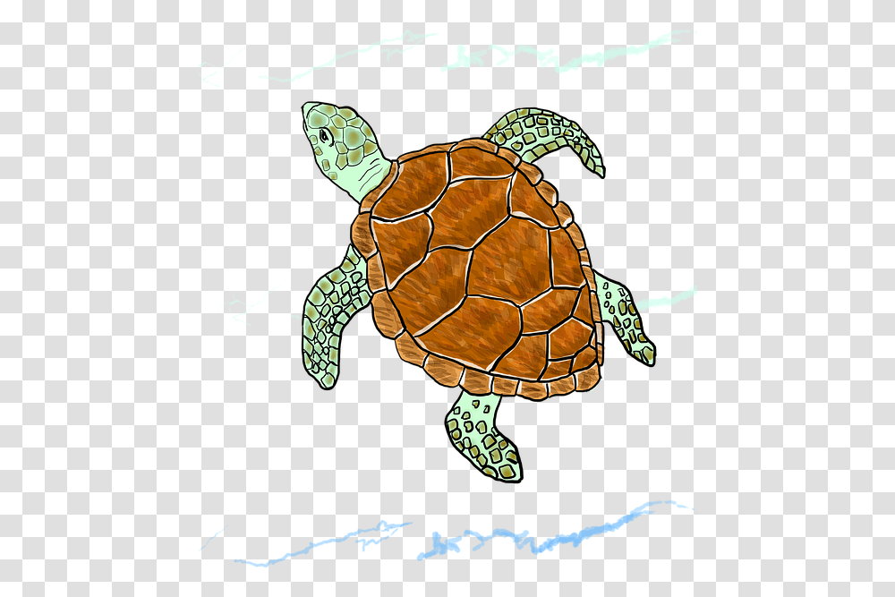 Loggerhead Sea Turtle, Tortoise, Reptile, Sea Life, Animal Transparent Png