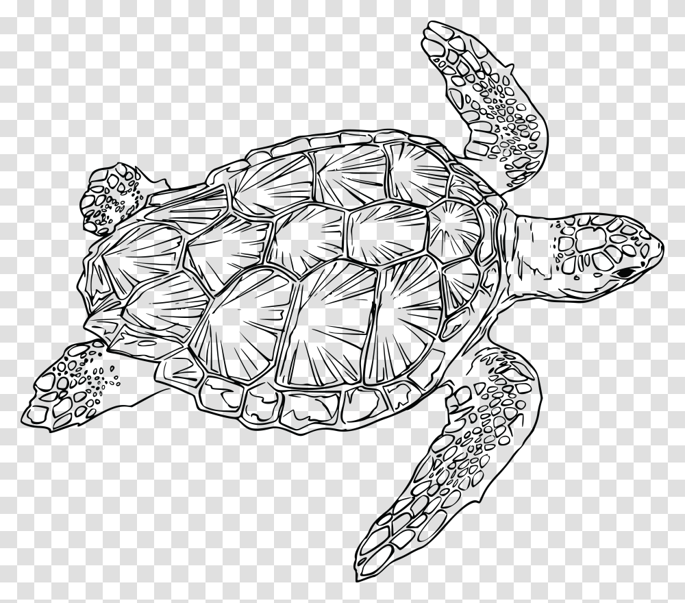 Loggerhead Turtle Clip Arts Sea Turtle Line Art, Tortoise, Reptile, Sea Life, Animal Transparent Png