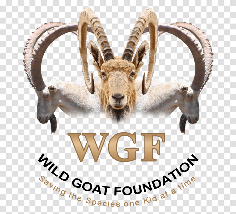 Logo Design By M79 For Wild Goat Foundation Mountain Goat, Animal, Mammal, Wildlife, Sheep Transparent Png