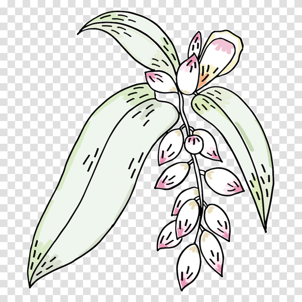 Logo Fv Clr Copy Illustration, Plant, Flower, Blossom, Petal Transparent Png