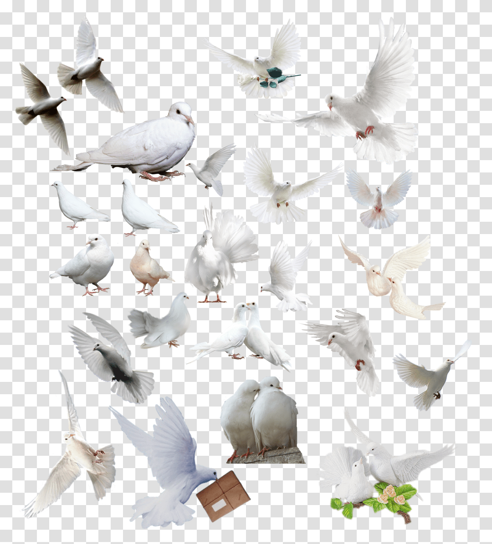 Logo Intro Banner Images Birds For Photoshop Pigeons Transparent Png