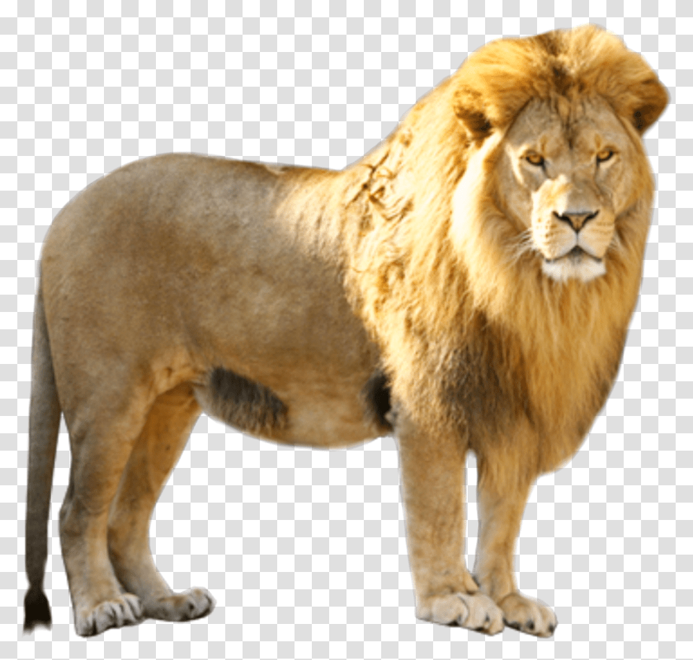Logo Lion Pmln, Wildlife, Mammal, Animal, Dog Transparent Png