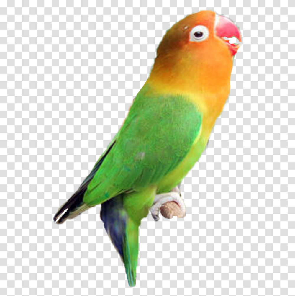 Logo Lovebird Aqsha Makanan Burung Lovebird Yang Bagus, Animal, Parakeet, Parrot, Beak Transparent Png