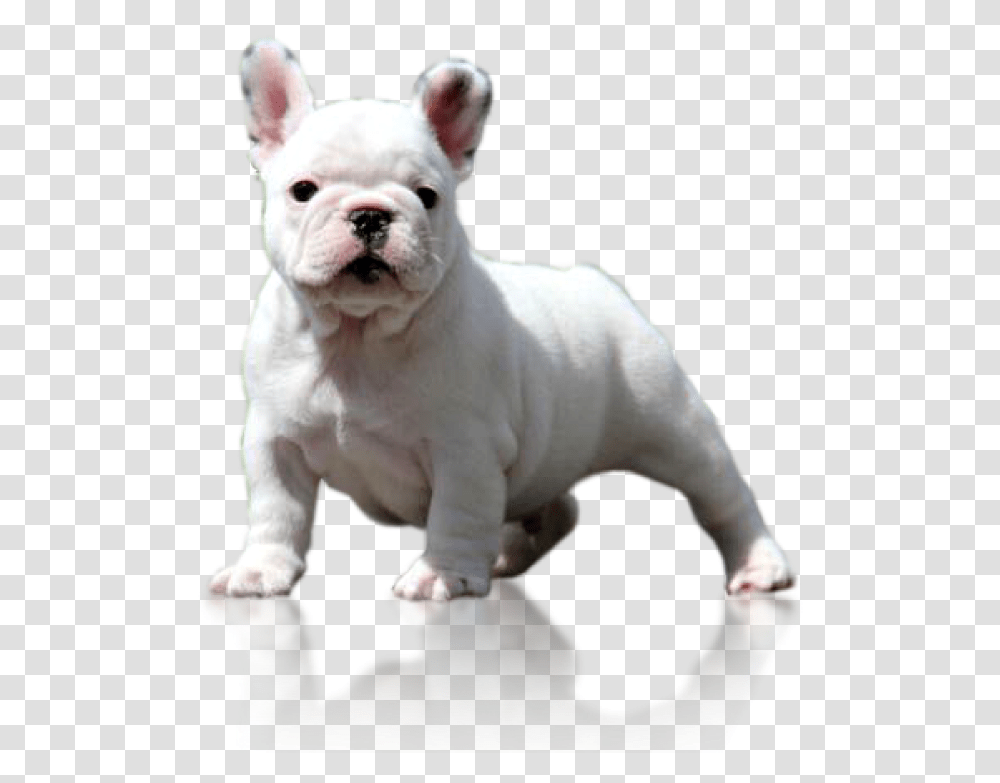 Logo Toy Bulldog, Pet, Canine, Animal, Mammal Transparent Png