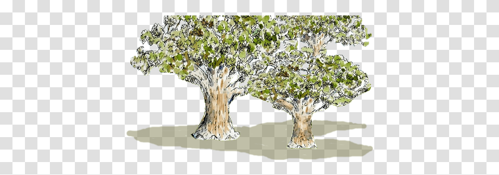 Logo Watercolor Painting, Tree, Plant, Tree Trunk, Oak Transparent Png
