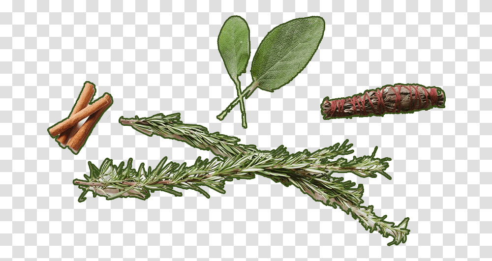 Logs Of Cinnamon Common Sage, Tree, Plant, Leaf, Flower Transparent Png