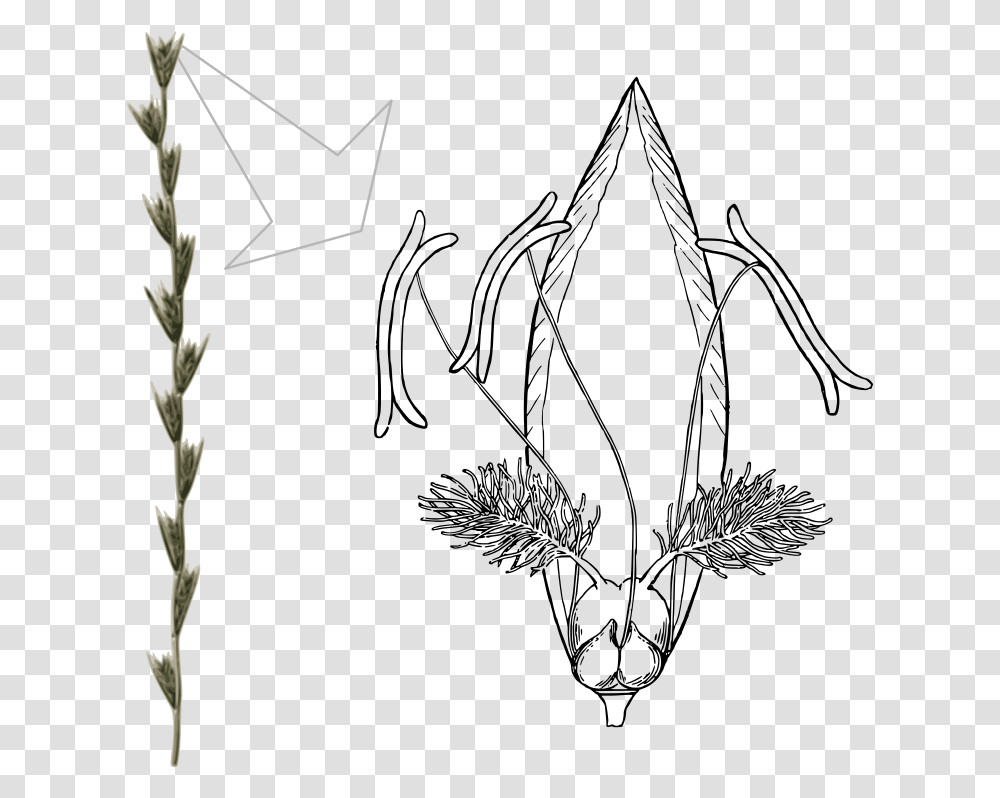 Lolium Perenne Flower, Plant, Grass, Arrow Transparent Png