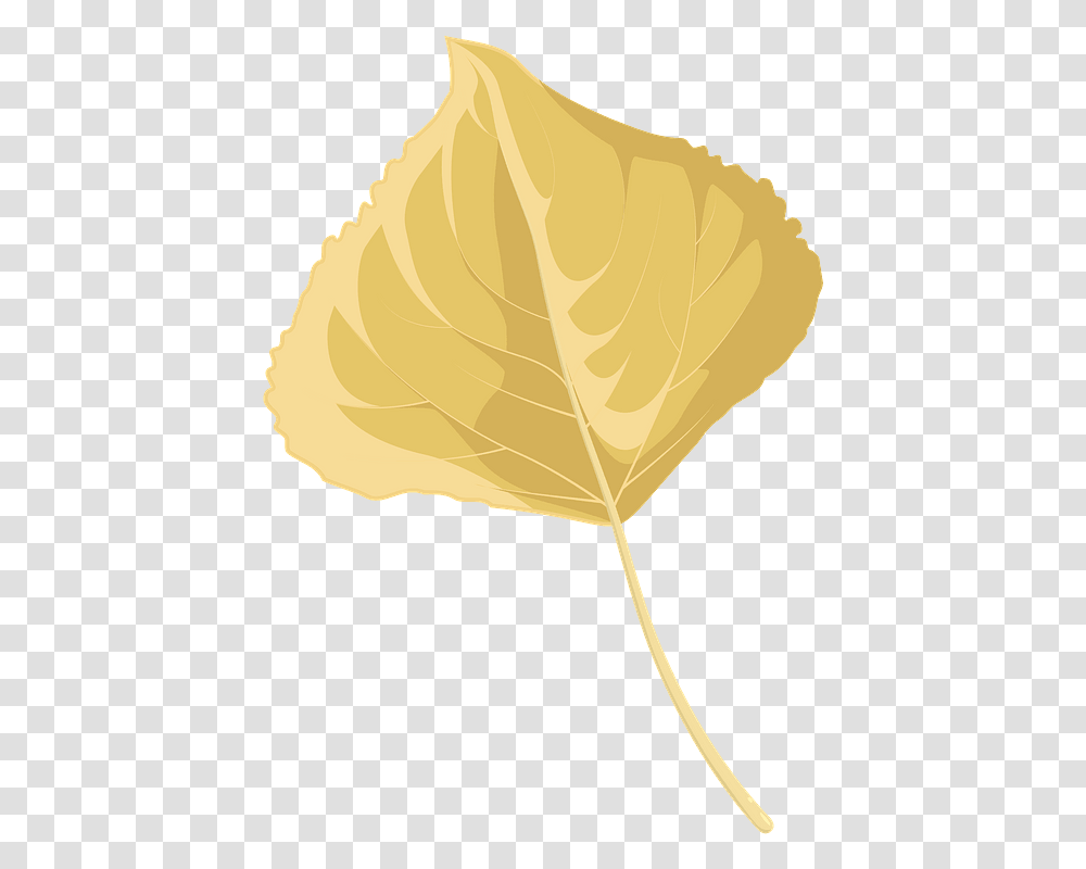 Lombardy Poplar Late Autumn Leaf Clipart Beech, Plant, Photography, Gold, Maple Leaf Transparent Png