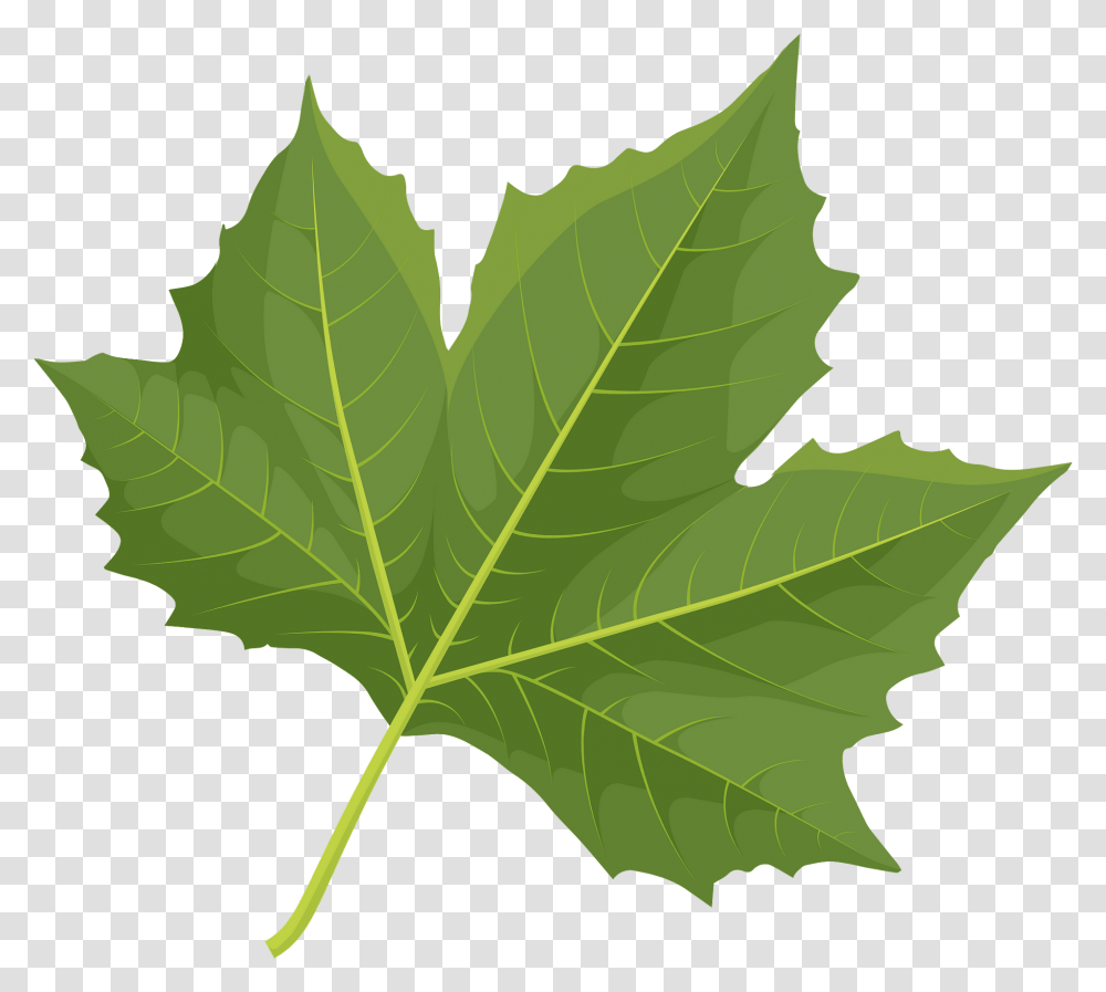 London Plane Tree Green Leaf Clipart Free Download London Plane Tree Leaf Silhouette, Plant, Maple, Person Transparent Png
