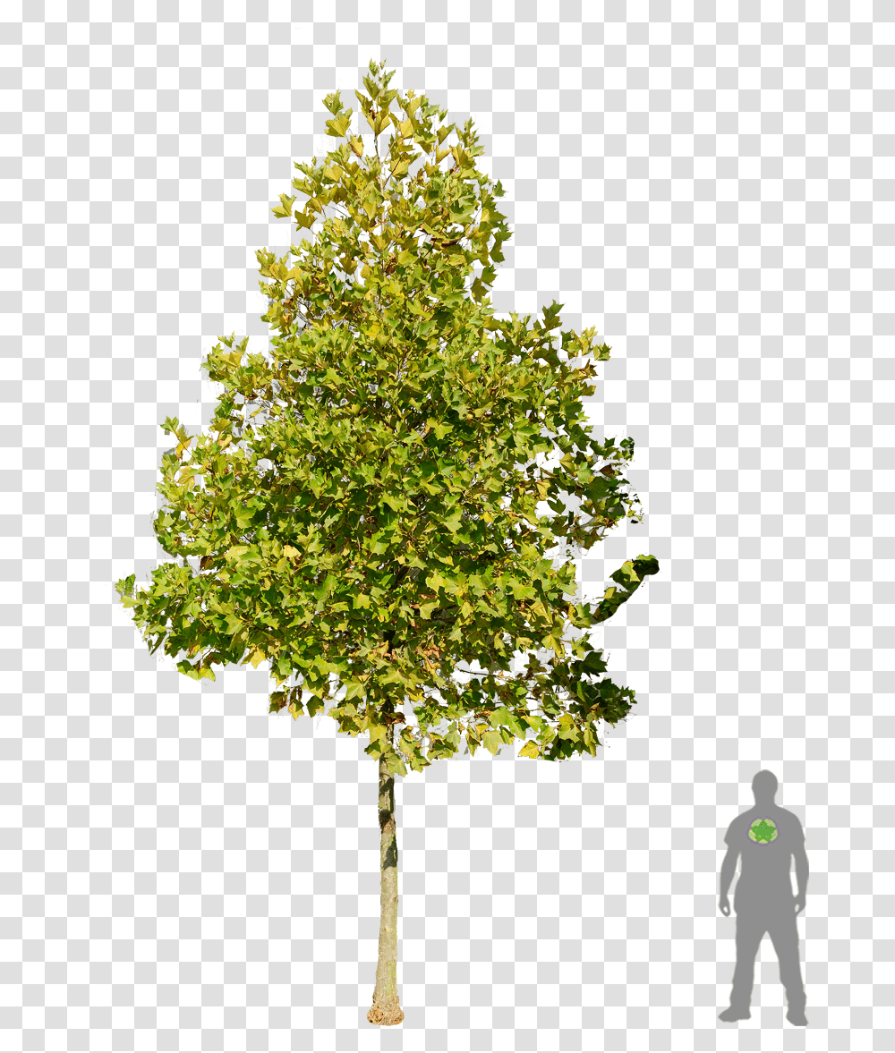 London Plane Tree, Plant, Maple, Tree Trunk, Person Transparent Png