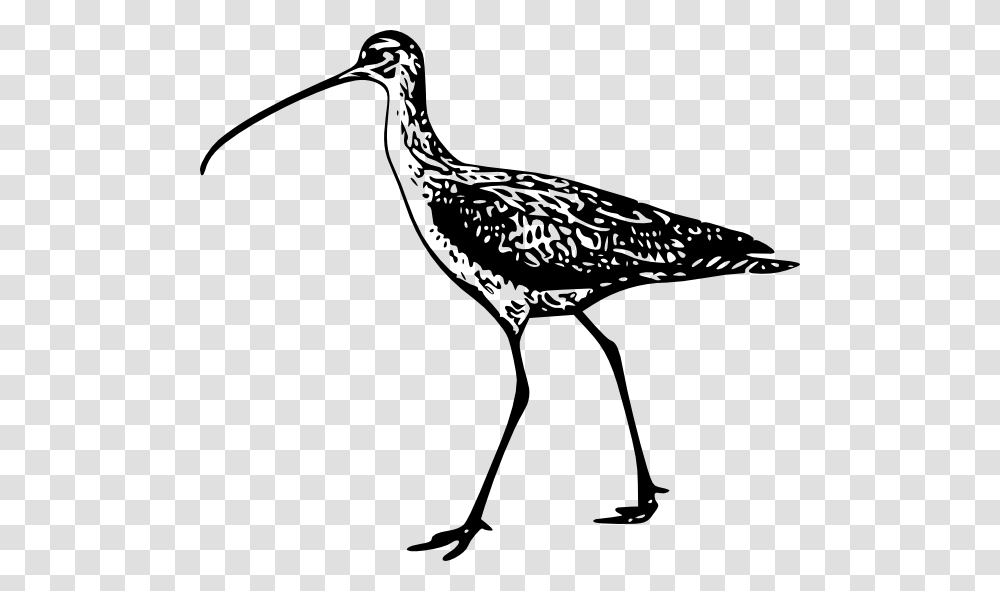 Long Beak Clipart, Bird, Animal, Crane Bird, Waterfowl Transparent Png