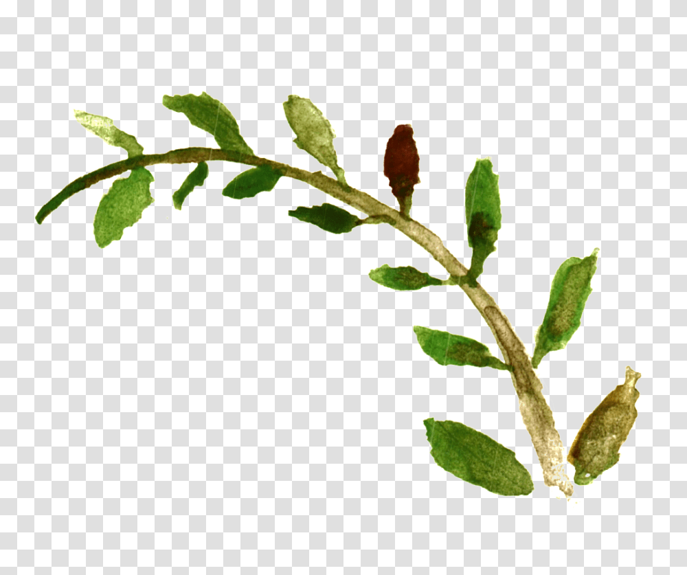 Long Branches And Leaves Decorative Free, Leaf, Plant, Bird, Flower Transparent Png