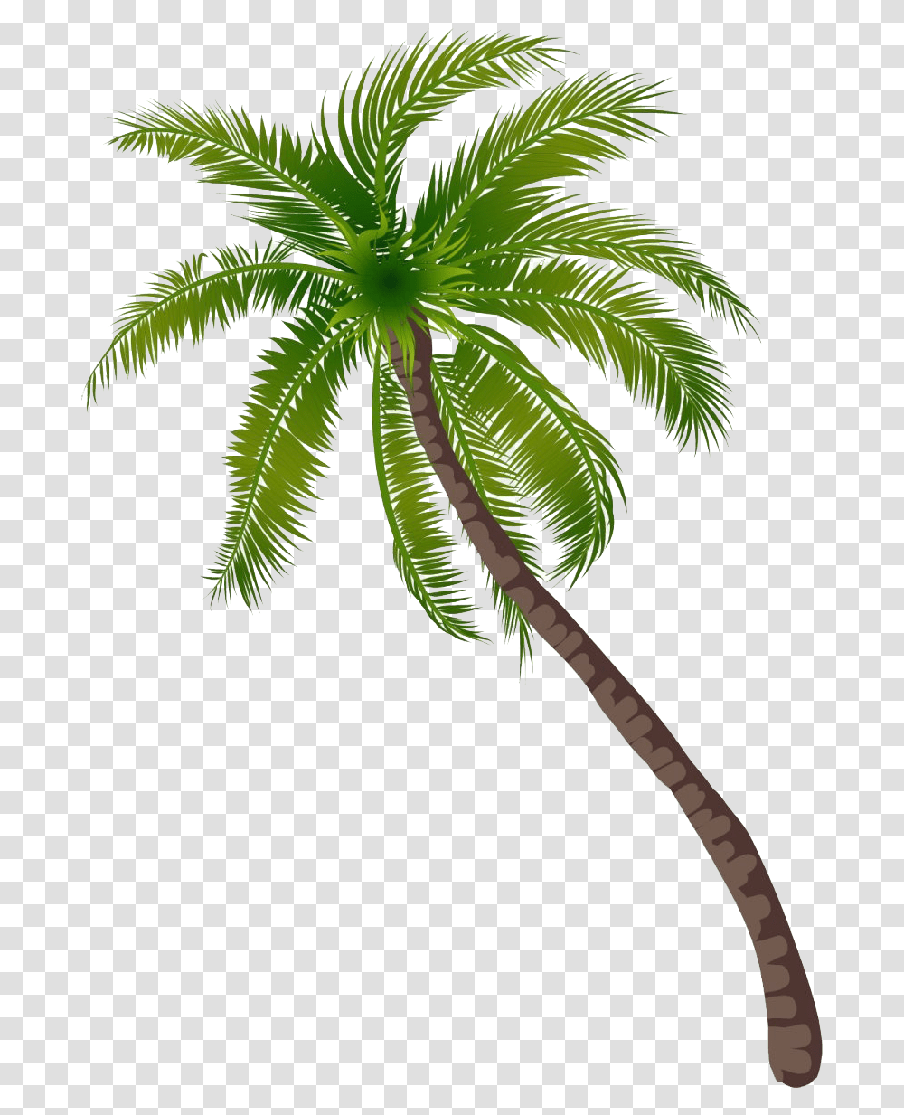 Long Coconut Tree File Background Coconut Tree, Plant, Palm Tree, Arecaceae Transparent Png