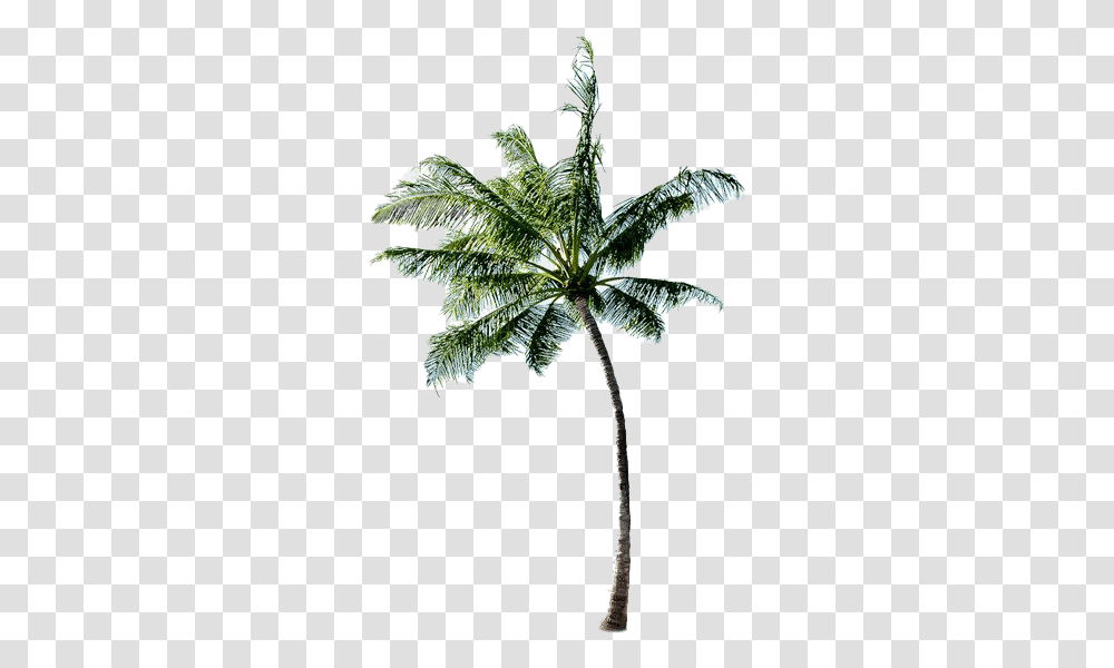Long Coconut Tree Free Image All Beach With Coconut Tree, Plant, Leaf, Palm Tree, Flower Transparent Png