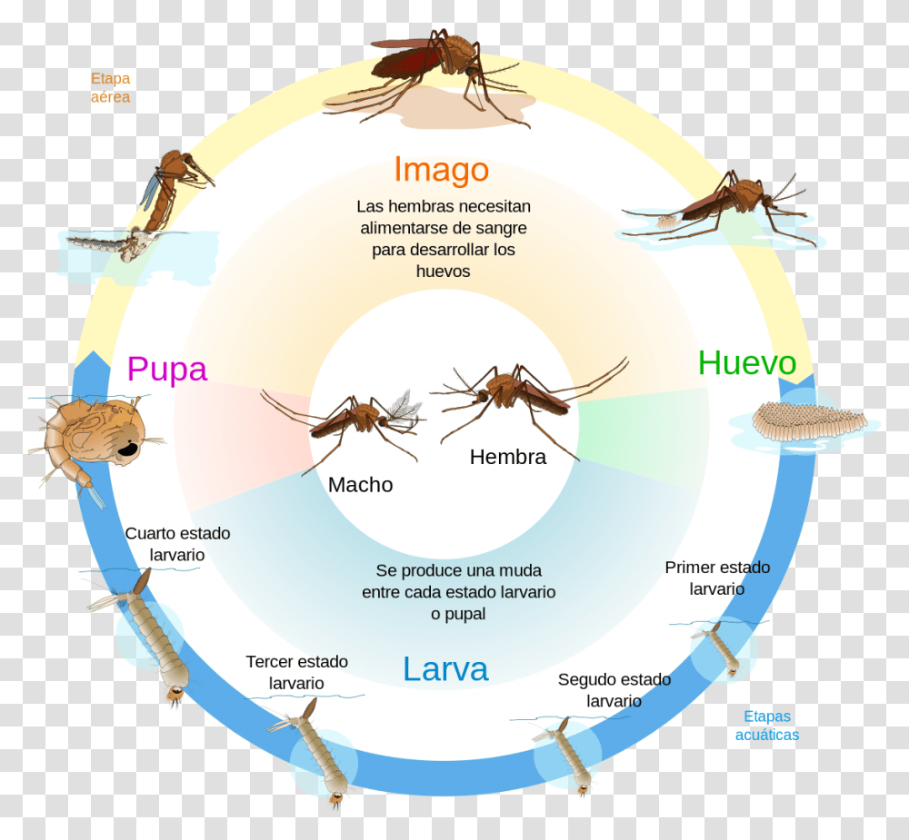 Long Does A Mosquito Live, Insect, Invertebrate, Animal, Bird Transparent Png