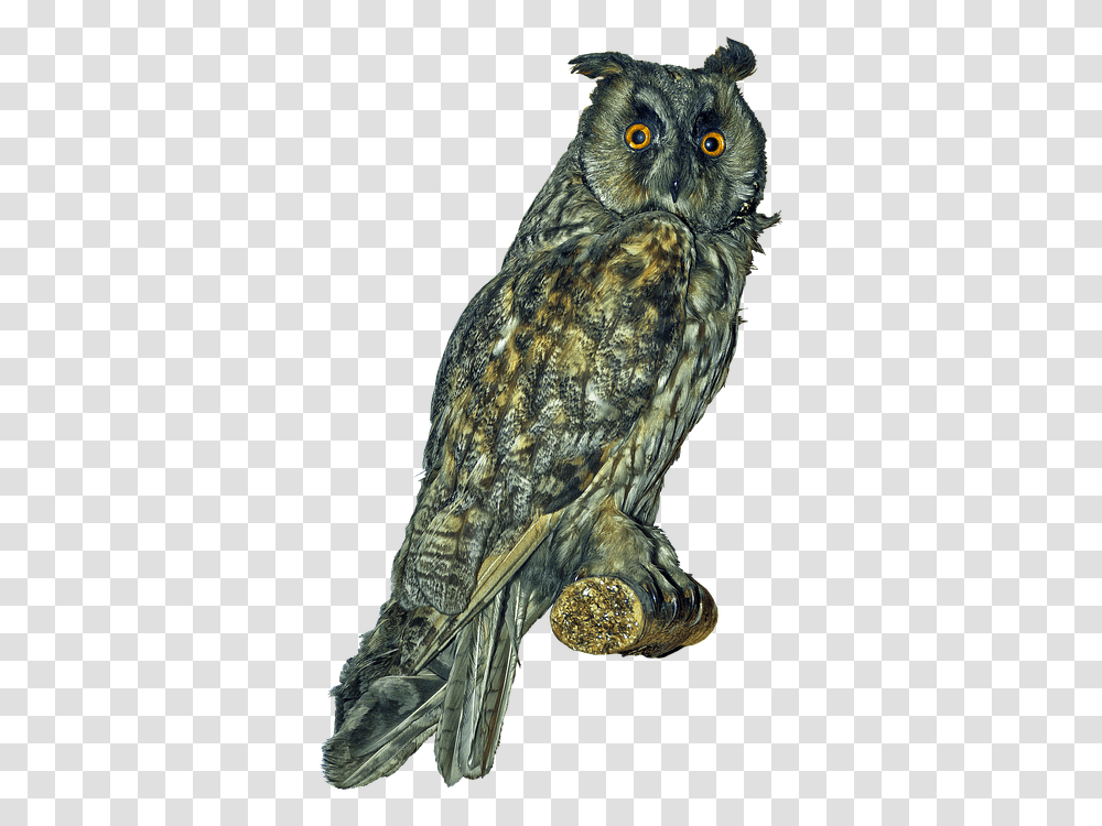 Long Eared Owl, Bird, Animal Transparent Png