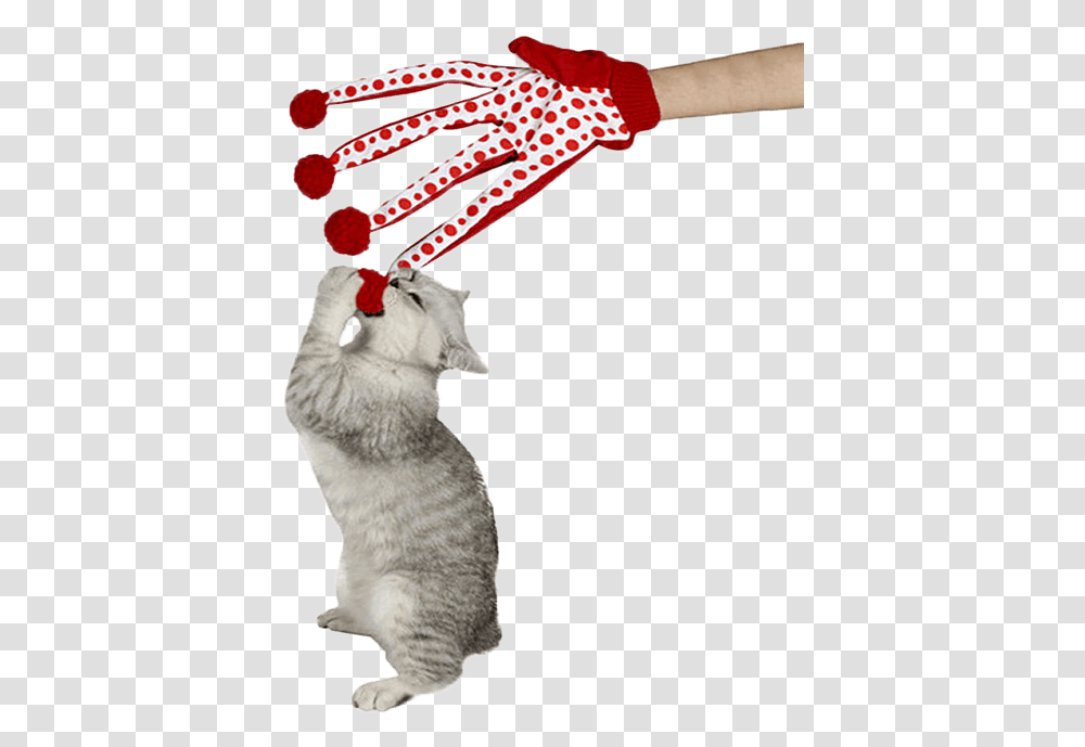 Long Finger Cat Toy, Pet, Mammal, Animal, Hand Transparent Png