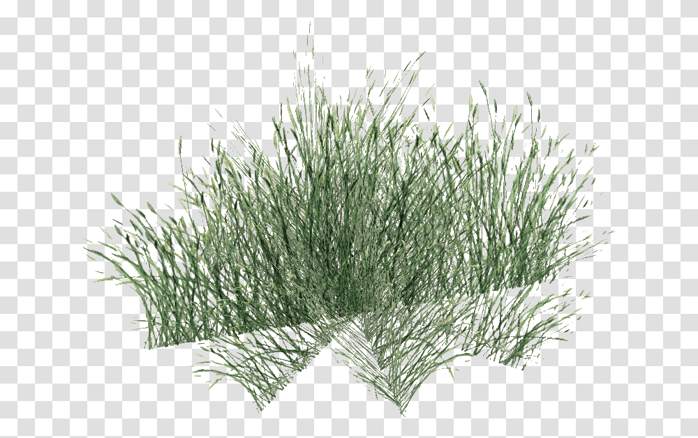 Long Grass, Bush, Vegetation, Plant, Tree Transparent Png