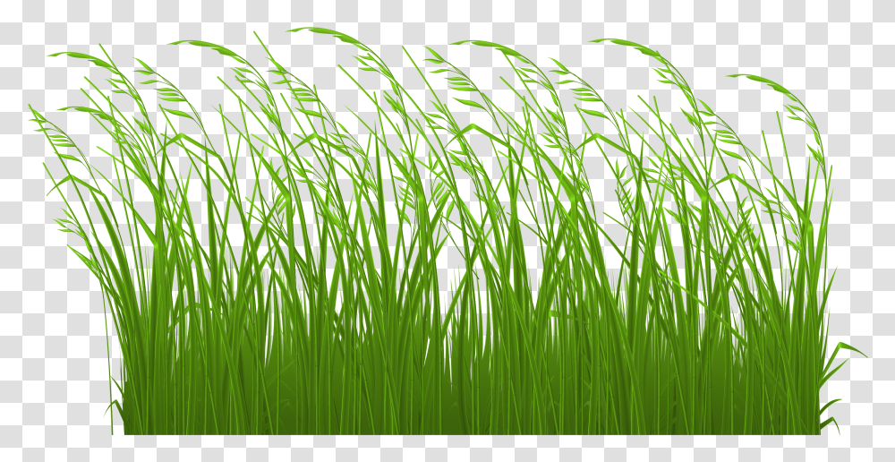 Long Grass Clip Art, Plant, Lawn, Reed, Agropyron Transparent Png