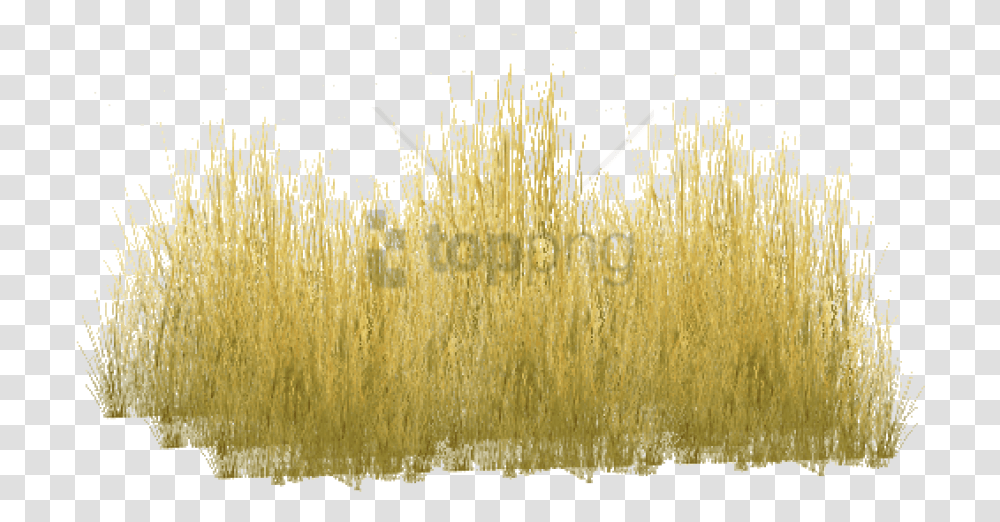 Long Grass Clipart Yellow Long Grass, Plant, Vegetation, Lawn, Reed Transparent Png
